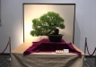 kokufu-bonsai-ten-91-125