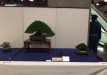 kokufu-bonsai-ten-91-126