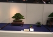 kokufu-bonsai-ten-91-127