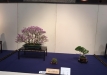 kokufu-bonsai-ten-91-129