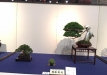 kokufu-bonsai-ten-91-130