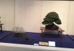 kokufu-bonsai-ten-91-131