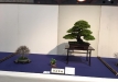 kokufu-bonsai-ten-91-132
