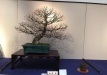 kokufu-bonsai-ten-91-133