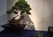 kokufu-bonsai-ten-91-134
