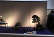 kokufu-bonsai-ten-91-136