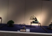 kokufu-bonsai-ten-91-137