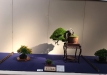 kokufu-bonsai-ten-91-138