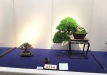 kokufu-bonsai-ten-91-139