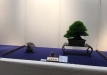 kokufu-bonsai-ten-91-140