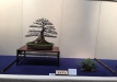 kokufu-bonsai-ten-91-141