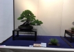 kokufu-bonsai-ten-91-142