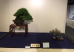 kokufu-bonsai-ten-91-144