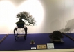 kokufu-bonsai-ten-91-145