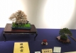 kokufu-bonsai-ten-91-146