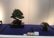 kokufu-bonsai-ten-91-147