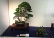 kokufu-bonsai-ten-91-148