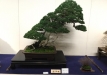 kokufu-bonsai-ten-91-149