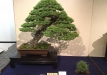 kokufu-bonsai-ten-91-150