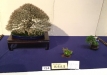 kokufu-bonsai-ten-91-151