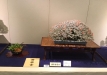 kokufu-bonsai-ten-91-152