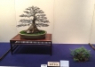 kokufu-bonsai-ten-91-153