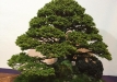 kokufu-bonsai-ten-91-155