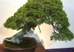 kokufu-bonsai-ten-91-157