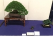 kokufu-bonsai-ten-91-158