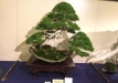 kokufu-bonsai-ten-91-160