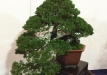 kokufu-bonsai-ten-91-161