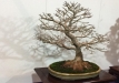 kokufu-bonsai-ten-91-162