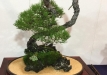 kokufu-bonsai-ten-91-163