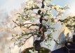 kokufu-bonsai-ten-91-164