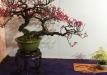 kokufu-bonsai-ten-91-166