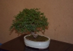 Przemyslav Antkowak ir David Ankowak, Zelkova
