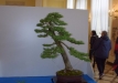Sebastian Zydek, Opole lubelskie, Europinis maumedis