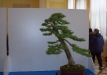 Sebastian Zydek, Opole lubelskie, Europinis maumedis