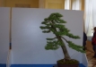 Sebastian Zydek, Opole lubelskie, Europinis maumedis