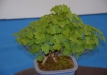 Sebastian Zydek, Opole lubelskie, Shohin kompozicija