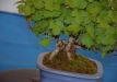 Sebastian Zydek, Opole lubelskie, Shohin kompozicija