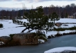 japoniskas-sodas-kretingos-rajone-158