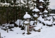 japoniskas-sodas-kretingos-rajone-166