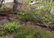 Dainuojančių akmenų slėnis 2011