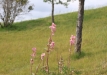 Dainuojančių akmenų slėnis 2011