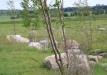 Dainuojančių akmenų slėnis 2011
