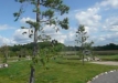 Dainuojančių akmenų slėnis 2011