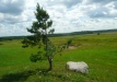 Dainuojančių akmenų slėnis 2011