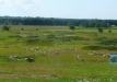 Dainuojančių akmenų slėnis 2011