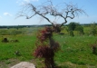 Dainuojančių akmenų slėnis 2011